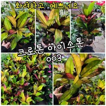 크로톤 아이스톤 0033 기요미 화려한 색감 램덤 특 공기정화식물/미세먼지/공기정화효과 공기정화식물, 1개