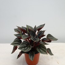 [다은꽃농원]투톤컬러 잎 멘도자페페 소품 키우기쉬운 실내공기정화식물 인테리어