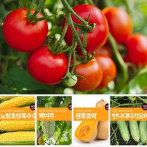 열매 채소 씨앗 모음 마이플랜트 강낭콩 와송 오이 호박 여주 고추 종자 베란다텃밭, 카니발레드파프리카