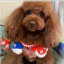 터그놀이 이갈이 강아지 로프 장난감, 복어