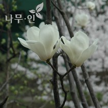[나무인] 백목련 개화주 분뜨기 지름5cm (차량배송), 1개