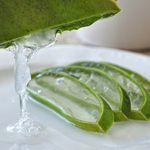 [동네장보기] 생알로에 식용 알로에잎 먹고 바르는 탱글탱글 알로에베라, 2kg