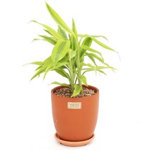 실내공기정화식물 테라코타 토분 38종, 매그놀리아 1호, 산데리아