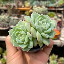 퓨어러브 2두 다육식물 자연군생 묵은둥이 / 예쁜 식물 키우기좋은식물 용인수다육