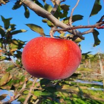 청송사과 못난이사과 기스사과 흠과 10kg 30개 이하 청송얼음골사과 주왕산사과 가정용, 상세페이지 참조