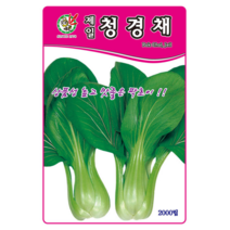 오스템바이오 청경채 2000립 종자 씨앗 팍초이 푸른줄기나물 건강채소, 1개