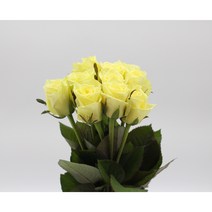 연노랑 장미꽃 생화택배 (고속터미널꽃시장 직배송) 꽃예꽃, 며칠 기다렸다가 꽃 입고 되는대로 발송, 월요일 구매시 (수~목요일 도착), 1개