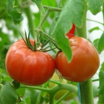 완숙 찰 토마토 3kg 5kg 10kg, 1box, 04_토마토 ( 1번~2번 ) 대과 5kg