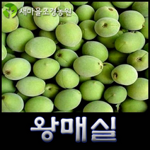 왕매실나무 왕매실나무묘목 매실나무묘목 꽃나무 약나무 과일나무 조경수, 1개