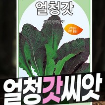 갓 씨앗 돌산갓 얼청갓 청갓 적갓