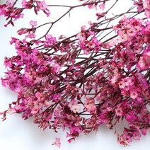 앨리플라워 프리저브드 소량 판매 드라이플라워 디퓨져만들기, 6-01시네신스 핫핑크