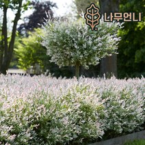 삼색버드나무 셀릭스 샐릭스 정원수 나무언니, 화이트핑크 셀릭스 R3cm 스탠다드형(단품)