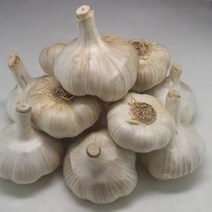 산지직송 홍산마늘 주아 햇 마늘 종자 육쪽마늘, 1개, 홍산마늘 2kg