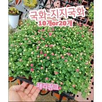 지지국화꽃-체리핑크-10개or20개/노지월동최강 가을에 찾아오는 선물, 20개
