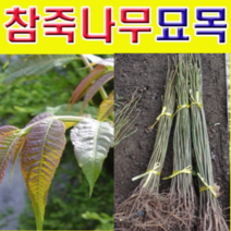 (D소망)토종 참죽나무묘목(실생1년)10그루
