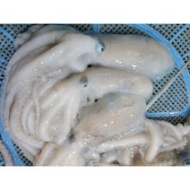 죽은낙지(기절낙지)-중대 3마리 세발낙지 연포탕