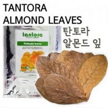 탄토라 알몬드잎 15장 NANO [체리새우/crs새우/생이새우키우기] 애완관상용새우첨가제