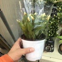 꽃피리 개발선인장(흰색)2번