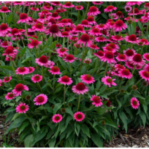 겹에키네시아 딜리셔스캔디 [1포트] (복남이네 야생화 모종 echinacea)