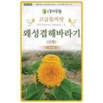 왜성겹 해바라기 50립 - 야생화 씨앗 꽃씨 씨 꽃씨앗 야생화씨앗 고급꽃씨 고급꽃씨앗 테디베어해바라기 만첩해바라기, 11_다농_왜성겹 해바라기(금황)(50립)