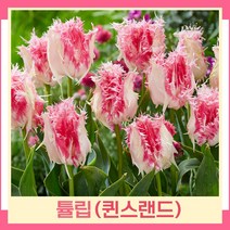 튤립 구근 모종 퀸스랜드 5개