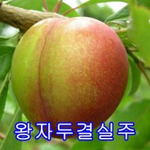왕자두결실주/묘목/나무묘목/유실수/꽃나무.과실수/자두나무