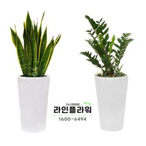 양주꽃배달 양주꽃집 개업화분, 대품, 16 극락조화
