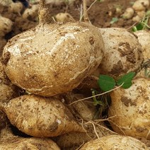 히까마 감자 멕시코감자 히카마, 감자 히카마 5kg, 1개