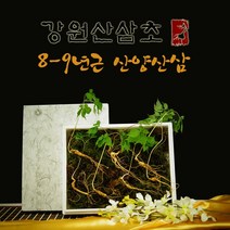 국산 강원도 무농약 산양산삼 8-9년근 산삼주 장뇌삼먹는법, 1세트, 산양산삼 8-9년근 (10주)