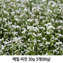 메밀 씨앗 30g 3개(90g)/뿌리원예