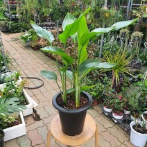 24900 3촉 극락조여인초 대품 70~95cm