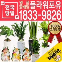플라워포유 축하 오픈 개업 공기청정 관엽식물 화분선물 당일배송 꽃배달, (선택48)떡갈나무