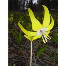 얼레지 grandiflorum 노랑(약 10 립)