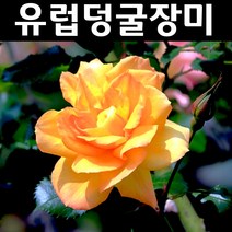 유럽사계덩굴장미/사하라 나무 묘목 키1m 1개/정원/공원/조경수