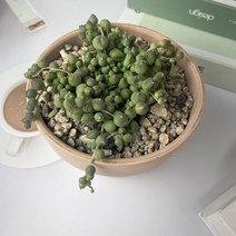 녹영 콩란 식물만 기본마사 그늘에서잘자라는식물, 검정화산석, 1개