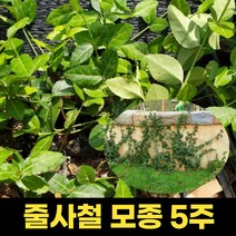 줄사철 모종포트 5주 세트 울타리 담장 담벼락 야생화 다년생