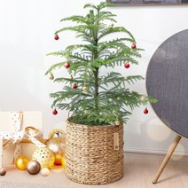 피플랜트 아라우카리아 키우기 쉬운 생화트리, (대형) 아라우카리아+대형라탄바구니