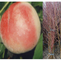 (성실D)복숭아묘목 경봉(백도) 접목1년 2그루