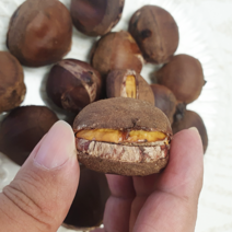 국내산 공주 칼집밤 2kg(대사이즈) 정안 조생밤 군밤용밤 햇밤, 국내산 칼집 조생밤(대)4kg, 1개