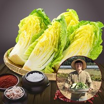 [참다올] [예약배송] [전라도광주김치] 절임배추20kg (7-8포기), 발송일 선택:11월25일 발송_11월26일(금)도착예정