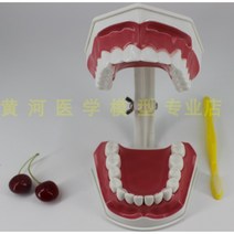 치아모형 인체모형도 치과기구 실리콘몰드 인체모형 양치교구 재료상 6배, 입 2배 확대(치아 고정)