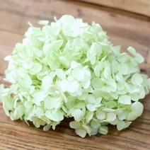 로맨틱노벰버 프리저브드 수국 드라이플라워, 그린