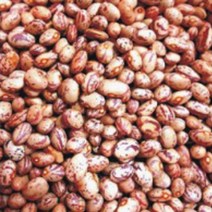 얼룩 넝쿨 강남콩 채소 씨앗 씨 종자 품종 콩 30g _ 2023895EA, 쿠팡 본상품선택