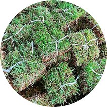 천연잔디 떼잔디 18*18 5장 1묶음, 5개