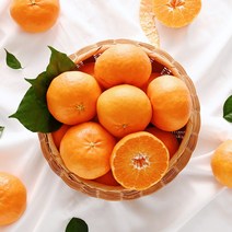 제주 레드향 선물세트 가정용 서귀포 레드향, 1. 가정용 레드향 2.5Kg(7-16과)