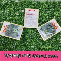 (샤인 몰) 동원씨앗/ 케일/씨앗 종자 500립 1개 무료배송/건강케일/ 비타민 A C가 풍부한 건강채소