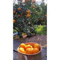 제주귤농장 직배송 레드향 3kg 5kg 가정용 명품 선물용 세트, 레드향 선물용 중대 11~17과 3kg, 1개