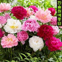 네덜란드 겹꽃 작약 숙근 28종, 17. 레드사라 베른하르트 (2~3촉)