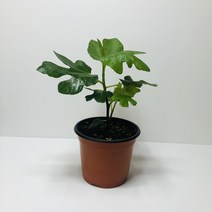 무화과나무 (18센티화분)