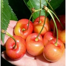 착한가격 나무생각 왜성체리(콜트대목) (좌등금)*1등묘(5주묶음), 주